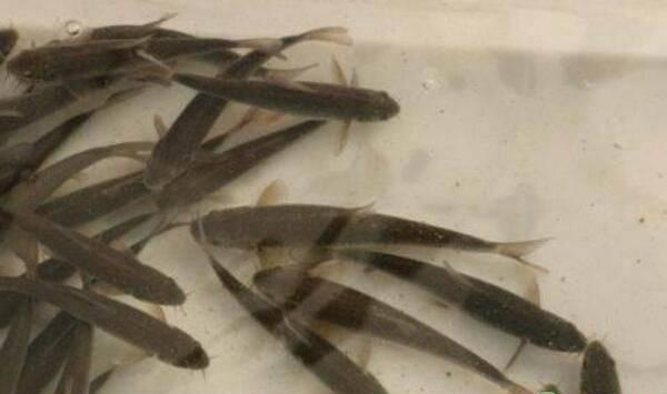 大鳞鲃箱体消毒、病害防治等受控式集装箱养殖要点
