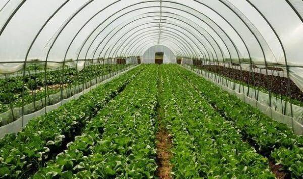 大棚蔬菜种植技术要点