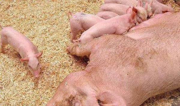 猪场小猪管理措施