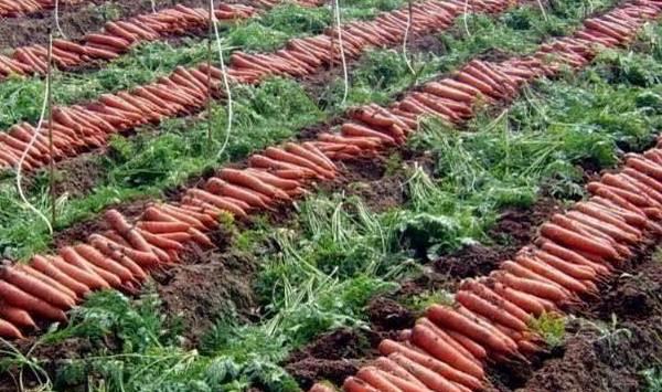夏季胡萝卜高产栽培管理技巧