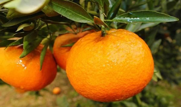 大批量柑橘保鲜措施建议