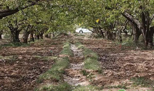 梨树干腐病发病规律