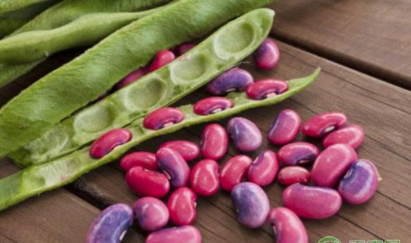 红花菜豆的高效栽培技术及病虫害防治措施