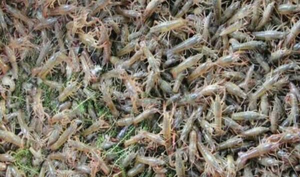 小龙虾苗种投放