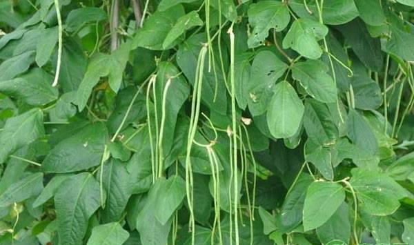 豆角落花落荚是什么原因？如何提高开花结荚率？
