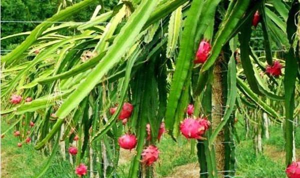 火龙果“金都一号”高效栽培管理技术