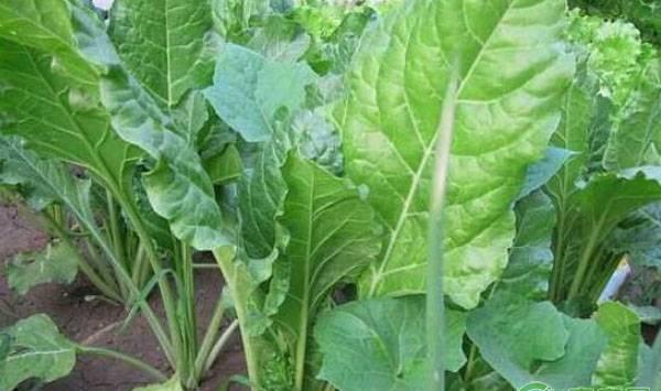 阳台根达菜的种植方法及管理要点