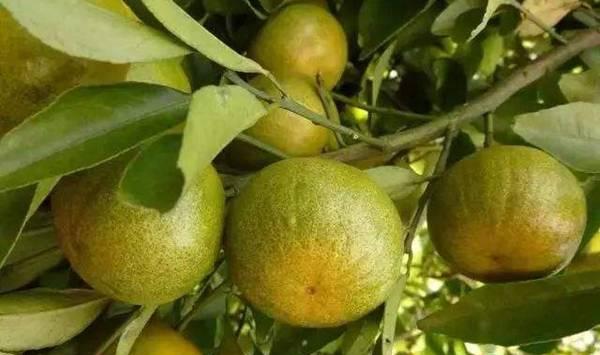 柑桔黑点病发生特点和防治技术