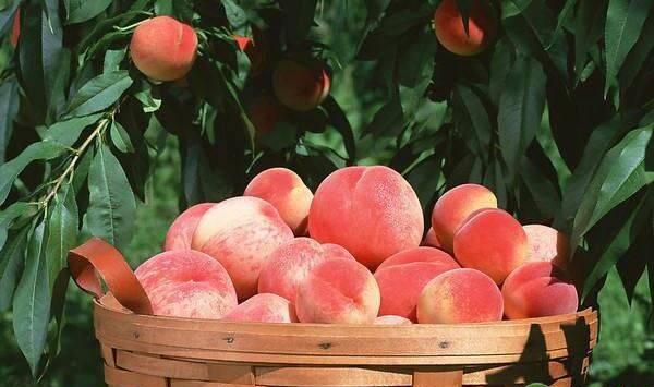 中华寿桃冻害发生原因及预防措施