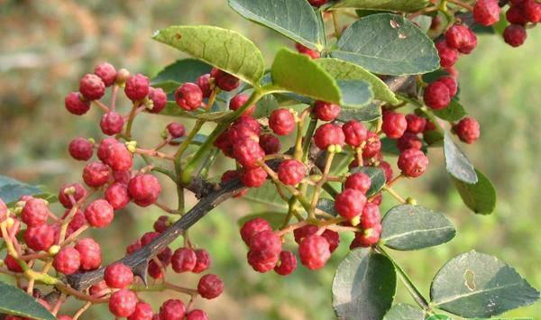 花椒冻害的补救措施