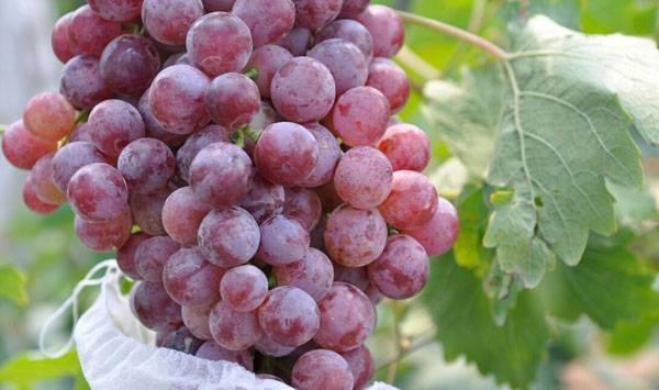 葡萄着色要点
