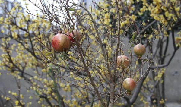 石榴树冻害症状