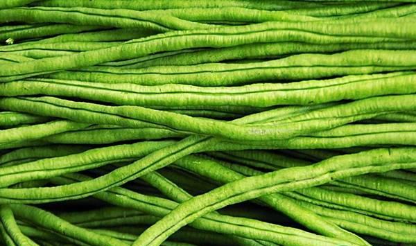 四季豆高效种植技术要点