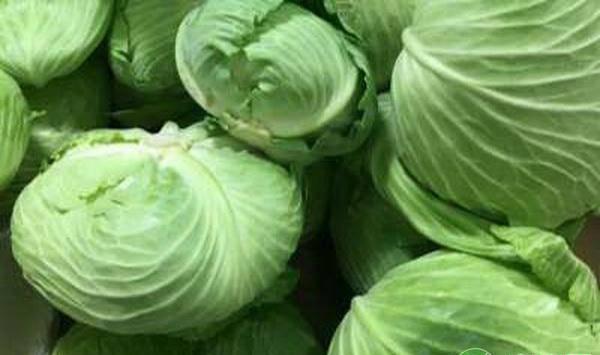 秋冬包菜种植管理技术