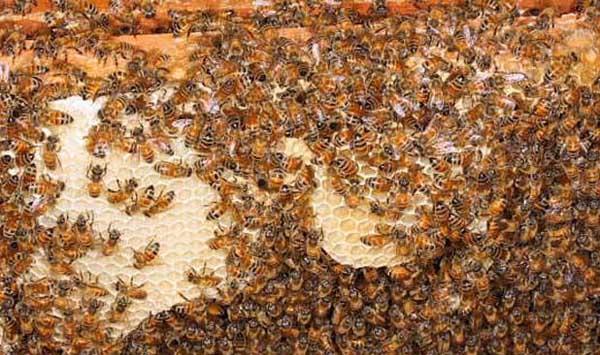 蜜蜂的优质高产养殖技术要点