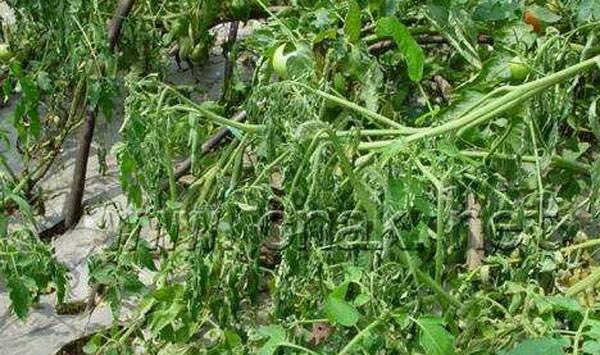 番茄青枯病发生规律