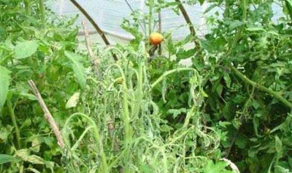 番茄青枯病防治方法