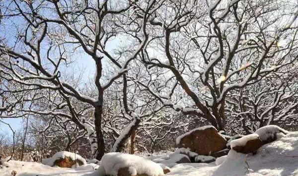 石榴树冻害防治措施