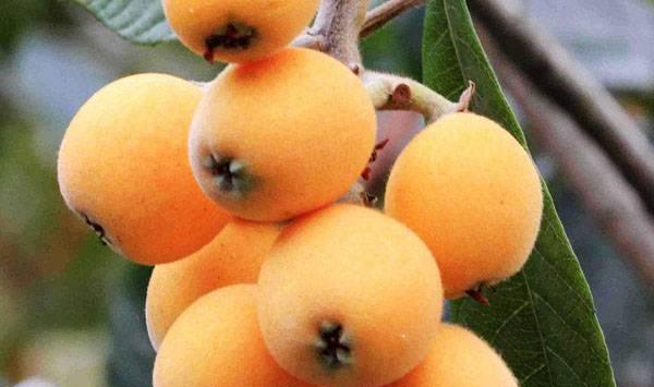 枇杷叶斑病防治措施