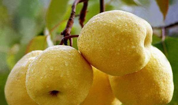 5月果树病虫发生特点与防治措施