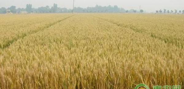 春季小麦种植管理技术