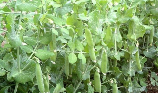豌豆高产种植要点和注意事项
