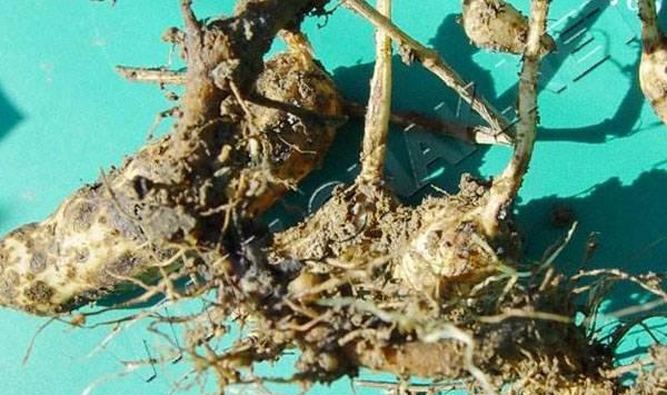 花生根结线虫症状