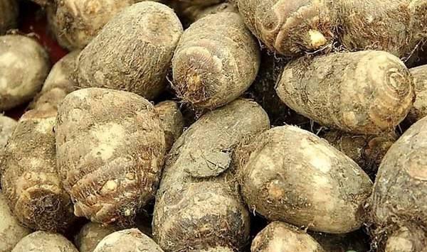 芋头根腐病的基本特点及防治方法