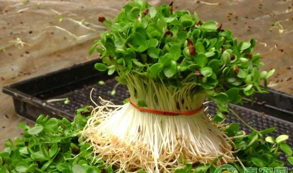 盆栽豌豆苗的种植条件及步骤