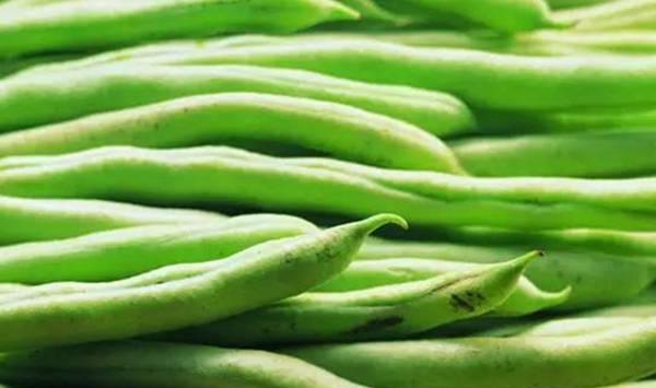 四季豆高效种植技术要点