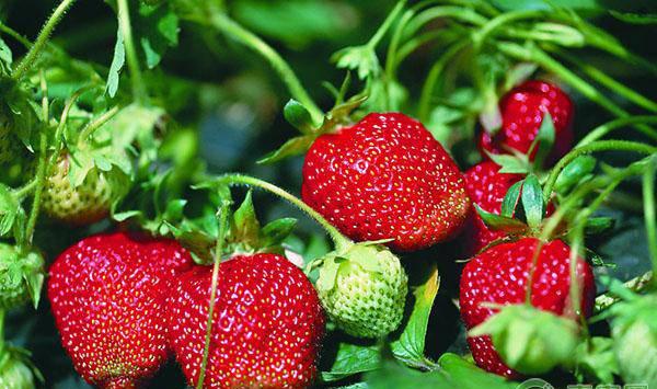 大棚草莓种植的土壤条件