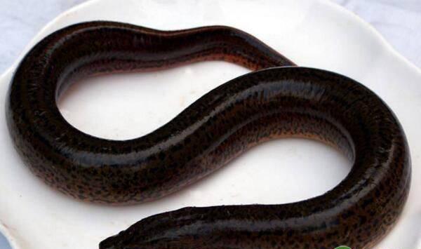 两季小龙虾+一季黄鳝高产高效养殖技术