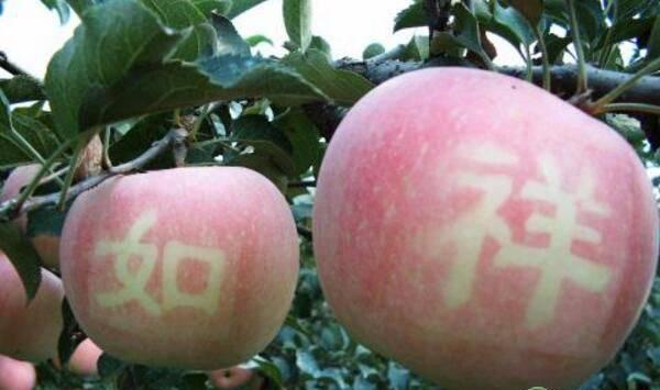 苹果贴字有什么好处？苹果贴字八大注意事项