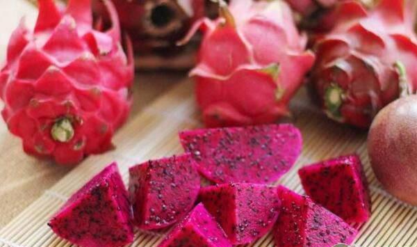 红玉火龙果双层避雨结构种植技术及病虫害防控措施