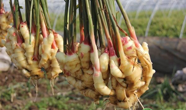 生姜种植管理技术