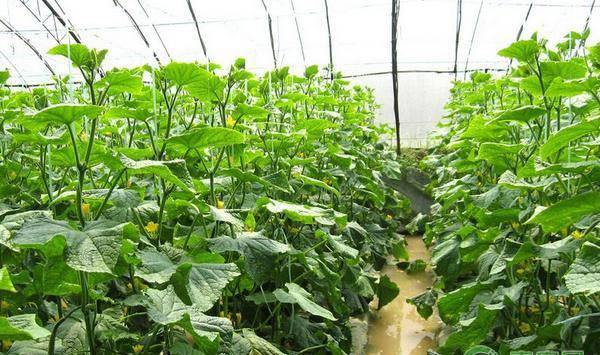 黄瓜发生花打顶的原因及预防补救措施