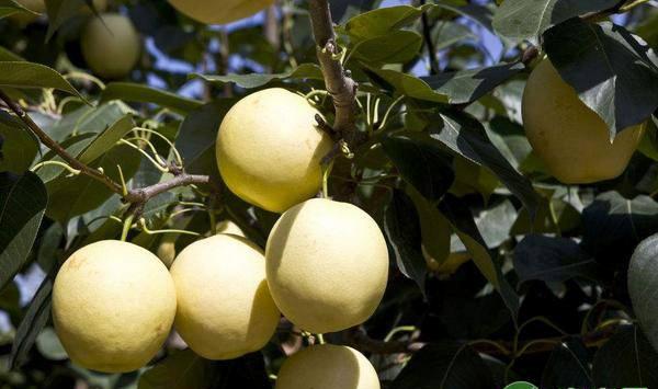 梨树施肥技术要点