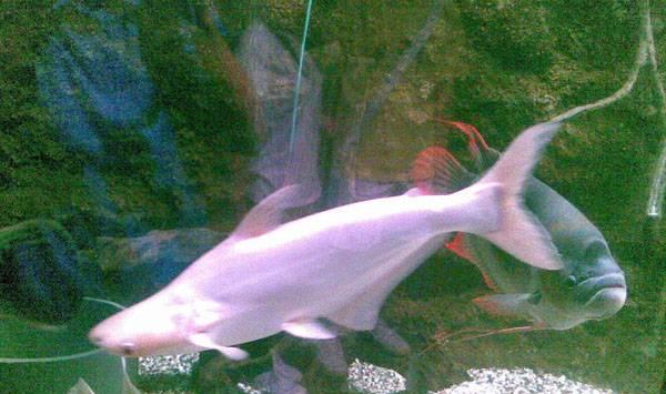 淡水白鲨养殖事项