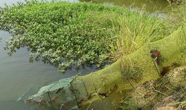 冬季小龙虾池塘的管理技术要点