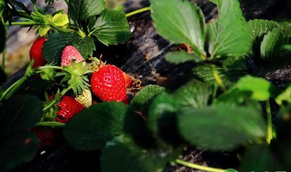 草莓发生肥害补救措施