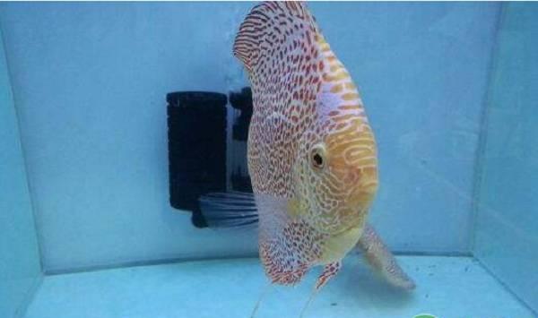 七彩神仙鱼常见疾病及其防治措施