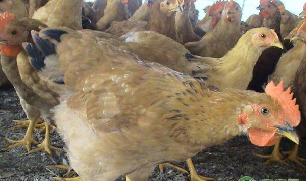 鸡舍氨气味重的注意事项及解决措施