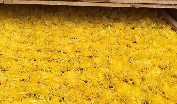 南方地区金丝皇菊高效栽培管理技术