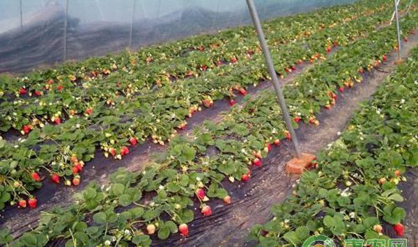 大棚草莓种植土壤是关键