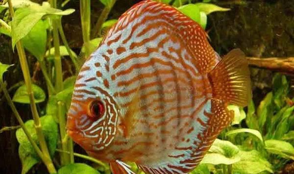 七彩神仙鱼常见疾病及其防治措施