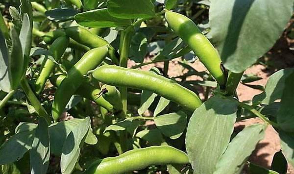 蚕豆家庭种植方法