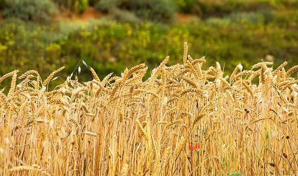 小麦缺肥症状识别方法
