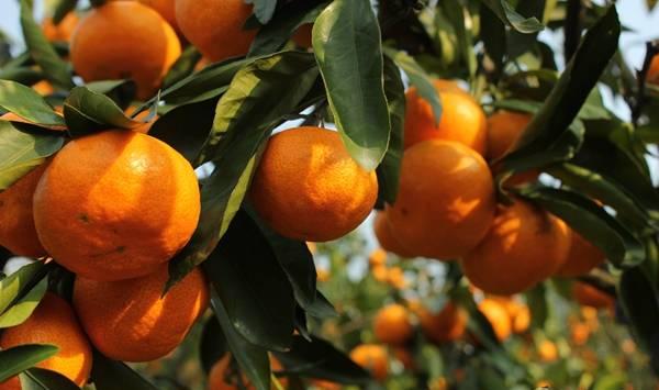 大批量柑橘保鲜措施建议