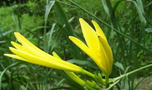 黄花菜品种有哪些？黄花菜栽培技术及病虫害防治要点
