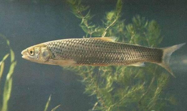 赤眼鳟鱼种规格、日常管理等无公害养殖技术